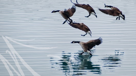 Grupo de gansos posándose en el agua