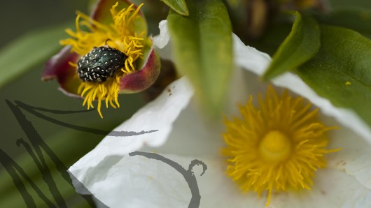 Escarabajo entre las flores de jara
