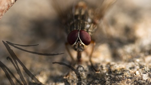Primer plano de una mosca